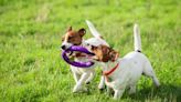 Un estudio científico analizó por qué los perros mueven la cola y cuál es el significado detrás de este comportamiento habitual de tu mascota