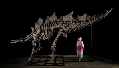 The Stegosaurus Skeleton ‘Apex’ Just Sold for a Record $45 Million at Auction