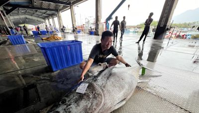 東海岸第一尾黑鮪魚進港 船長鄭正愛連3年頭香 (圖)