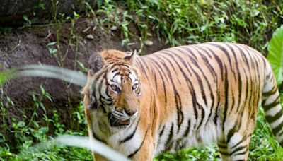 木柵動物園３老友離世 園方哀慟