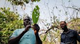 Major Ghana cocoa region 81% infected with bean disease - ICCO