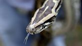 ‘Extraordinarily misguided’ man put pythons in pants, boarded bus to US, attorney says