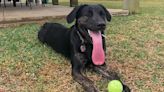 Zoey the Lab mix breaks record for longest tongue on a living dog