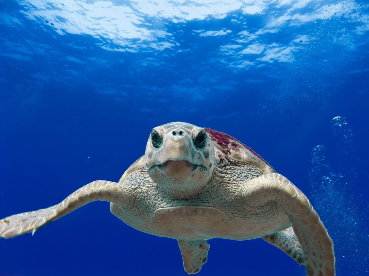 Hoping to protect turtles, feds announce limited fishing restrictions off West Coast