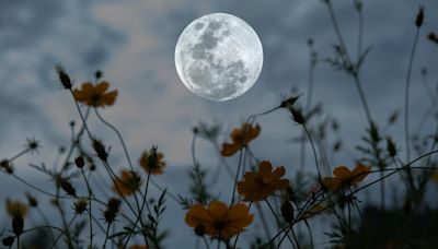 Luna llena de Flores de mayo 2024: qué augura para tu signo del zodiaco - La Opinión