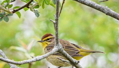 'We get a lot of birds': Flyways bring migratory birds to every corner of Ohio in spring