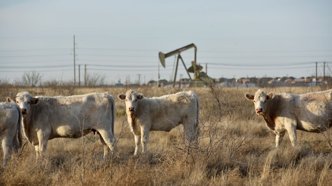 Bird flu-infected cows have died in 5 states as experts closely monitor the disease