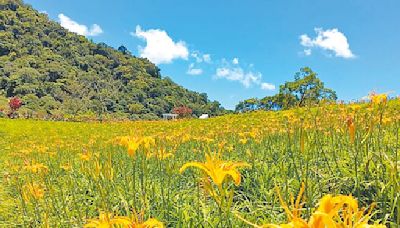 花蓮拚觀光 金針花季10日登場 - 地方新聞