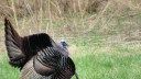 Indiana Police Officers Cited for Turkey Poaching in Kentucky