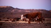 Ted Cruz and Ronny Jackson push legislation to help ranchers who lost livestock in Panhandle wildfires