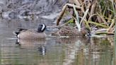 Rare blue-winged teal ducks ‘likely’ to have attempted to breed in Yorkshire