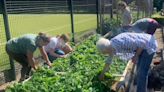 Couple seek someone to take over community allotment