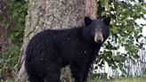 Boonville bear accident sends two men to hospital