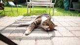 Pet medication for deadly cat illness soon to be available in US: 'Huge triumph'