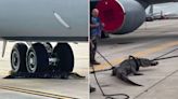 Tarmac Takeover! Alligator Blocks Planes by Resting on Florida Runway and Resisting Capture