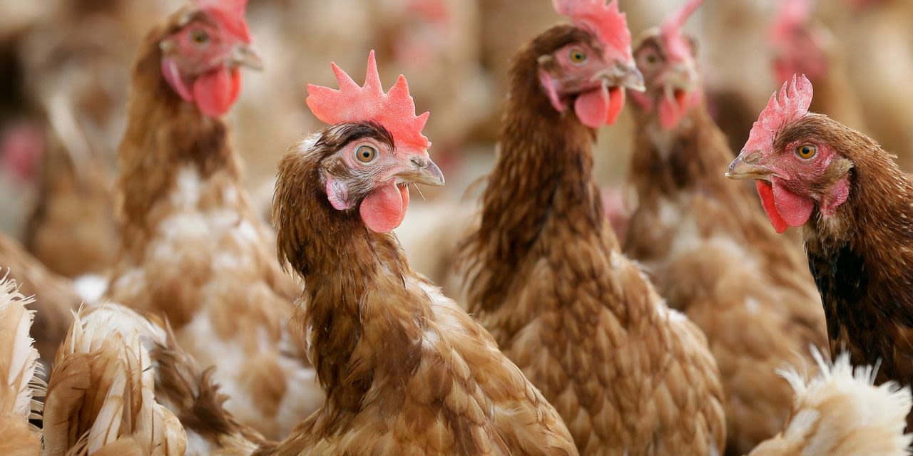 Post Holdings Reports Bird Flu Among Third-Party Poultry Flocks