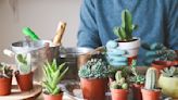 The Best Succulent Subscriptions