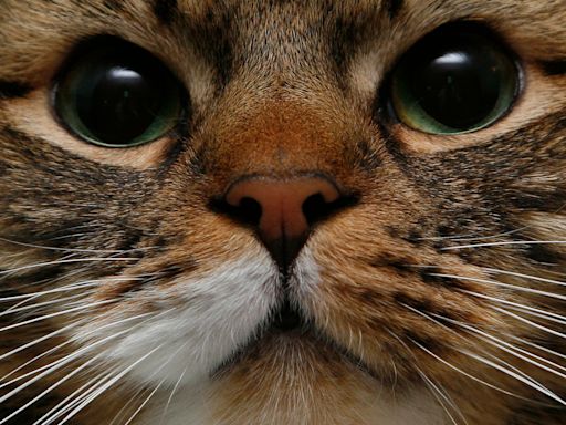 Fifth of cat owners ‘do not intend to get their pet microchipped’