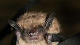 Living with bats in Michigan: Benefits, dangers and how to handle