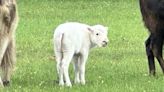 Rare white bison born at Burnet ranch