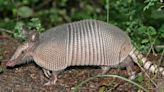 The Case of the Armadillo: Is It Spreading Leprosy in Florida?