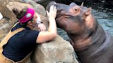 Is Cincinnati Zoo's Bibi the hippo in labor? Here's what we know about Fiona's mom