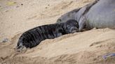 Beachgoers urged to keep safe distance from Hawaiian monk seal and pup in Waikiki