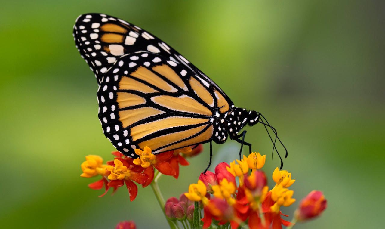 Milkweed and monitoring: How to support monarch butterfly populations