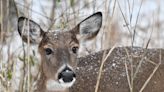 Ohio hunters harvest 13,617 deer in January muzzleloader season