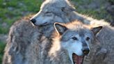 Groups go to court to get wolves relisted in Montana and Idaho - East Idaho News