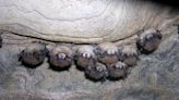 Deadly bat fungus found in New Mexico caves. Here's what we know about white nose syndrome