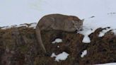 Pumas, choiques y guanacos entre la nieve de la estepa patagónica: un lienzo de contrastes hipnóticos