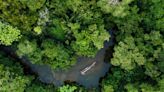 Watch: Tallest Tree House In The World In Middle Of Amazon Rainforest, Even Elon Musk Thinks This Is 'Cool'