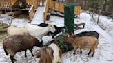 MetroWest farm animals are willing to snack on your holiday tree this winter