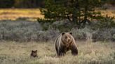 Montana Shed Hunter Shoots Charging Grizzly with a Handgun
