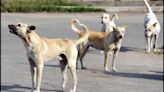 Pune civic body to use geotagged QR codes for dogs