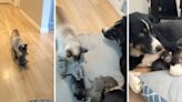 Mama cat has dog babysit her 6 kittens when she ‘needs a little break’