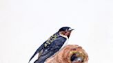 Cliff swallows and bluebirds face challenges during nesting season. How you can help.