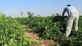 Firmado el convenio del campo de Cuenca con más de 6.000 trabajadores afectados