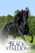 Le avventure di Black Stallion