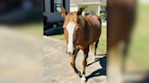 St. Tammany Parish deputies lure escaped horse out of neighborhood with apples