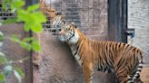 Topeka Zoo's Sumatran tiger program is critical to species survival. Here's why