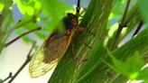 ‘Cicada-geddon’ is here! Here’s what you need to know about the noisy creatures in north Georgia