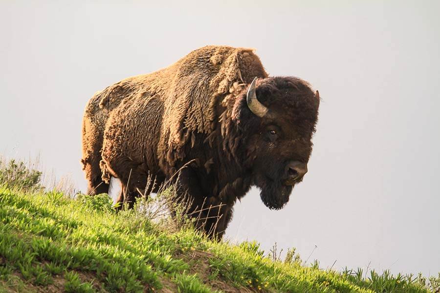 Woman flown to hospital after being gored by bison in Yellowstone Park - East Idaho News
