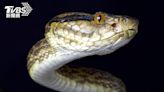 日鹿兒島11條毒蛇逃出展區 觀光客嚇壞就在腳邊