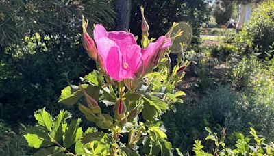 Amache Roses bloom, recalling Colorado's Japanese-American concentration camp