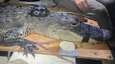 Why did alligator abruptly leave home in Georgia swamp? It was on the run, experts say