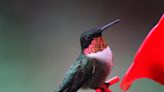 Hummingbird migration map says Iowans are seeing these tiny birds. How long do they stay?