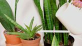 How Often to Water a Snake Plant