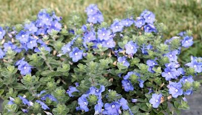 A heat-tough, true-blue bloomer that flowers all summer: George’s Plant Pick of the Week